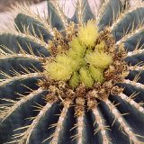 Ferocactus glaucescens (large plants)